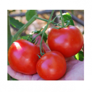 1502 F1 - томат детермінантний, Lark Seeds (Ларк Сідс), США фото, цiна